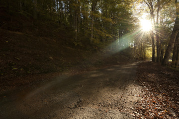 Obraz premium Sunny forest early in the sunset