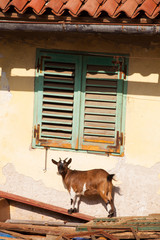 Tibetan goats