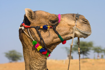 Camel at the Pushkar Fair, Rajasthan, India