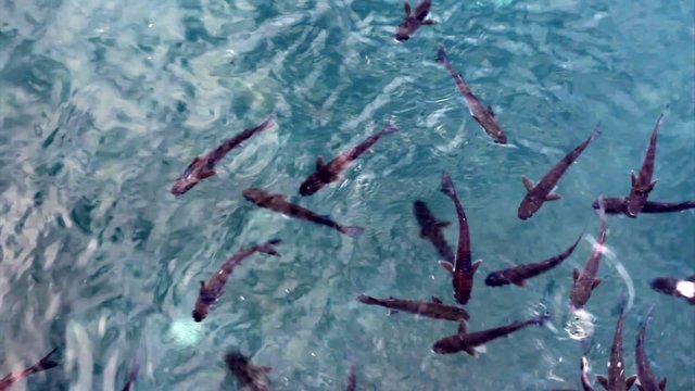 Sick mullets in the sea