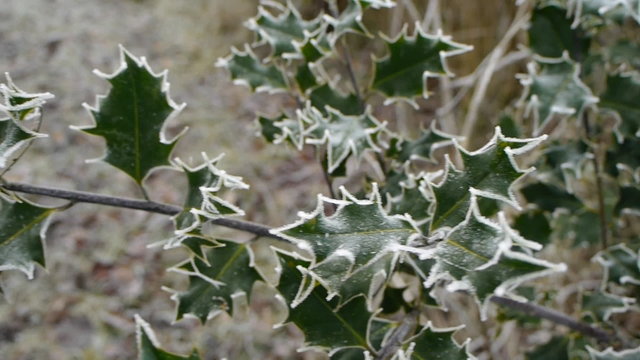 Frosty holly leaves (Ilex aquifolium). Camera move then hold.