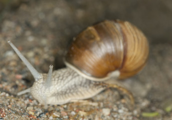 Burgundi snail or Escargot, Helix pomatia on ground, macro photo