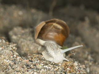 Burgundi snail or Escargot, Helix pomatia on ground, macro photo
