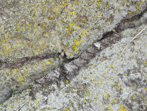 Underwing moth larva camouflaged on oak, macro photo