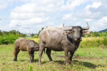 Buffalo in grass