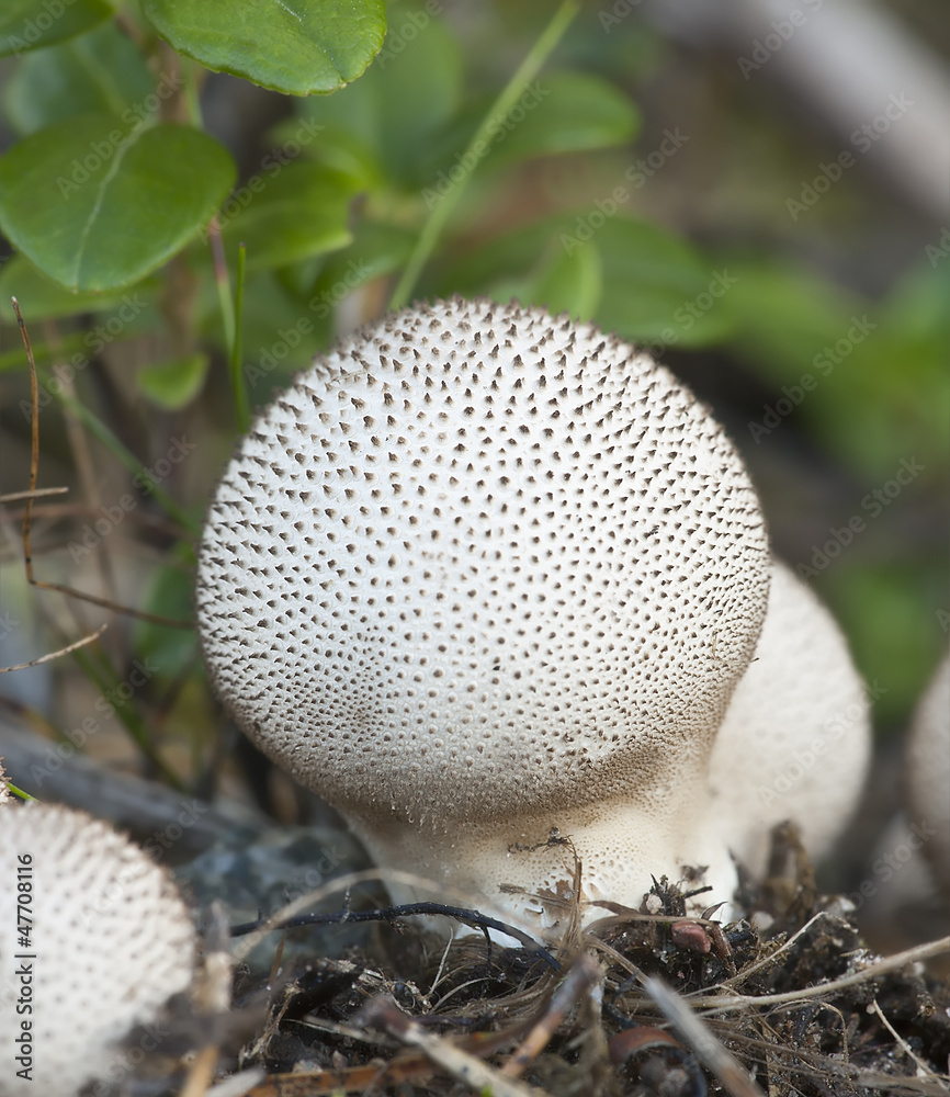 Poster Puff-ball, edible mushroom