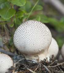 Puff-ball, edible mushroom