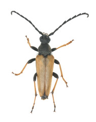 Red longhorn beetle (Stictoleptura rubra) isolated on white