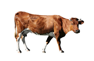 brown cow