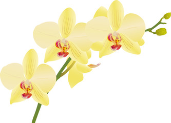 light yellow orchid flower branch illustration