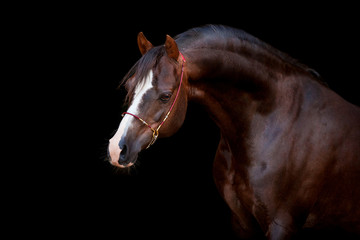 Fototapeta premium Horse head isolated on black background