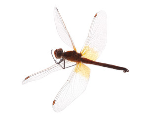 red dragonfly on white background