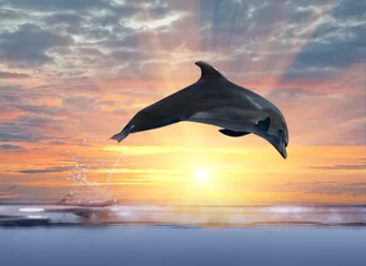Foto op Plexiglas dolfijn die boven zonsondergangzee springt © Alexander Potapov