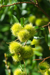 Chestnuts at summer time