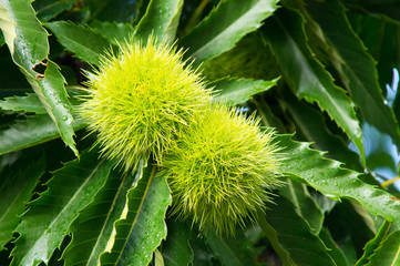 Chestnuts at summer time