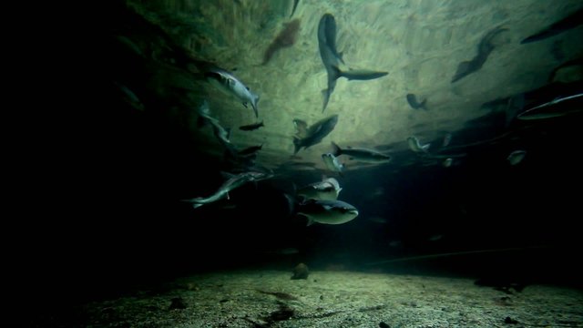 Boxlip mullets and grayhound fish