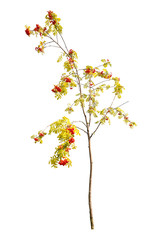 small isolated rowan tree with berries
