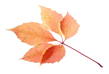 bright autumn leaf, isolated on white