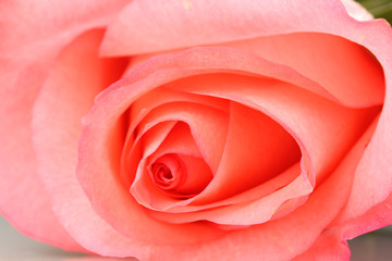 Close up of beautiful pink rose