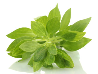 Branch with green leaves, isolated on white