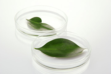 Genetically modified leaves tested in petri dishes isolated