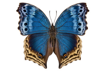 Espèce de papillon Salamis temora &quot Papillon nacre&quot 
