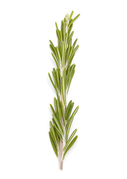 Rosemary twig isolated on white