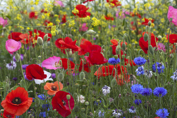 Obraz premium Poppies amongst wild flowers