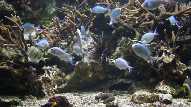 aquarium