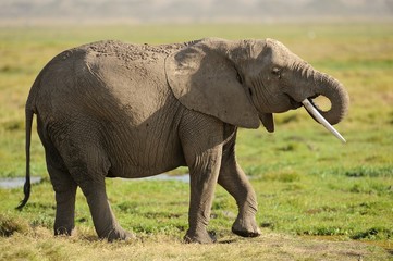 Elefante Africano