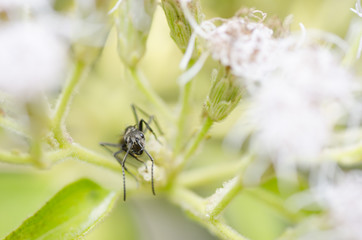 black ant in green nature