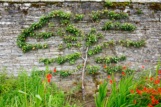 Horizontal Espalier Pear Tree