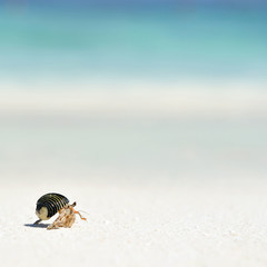 Hermit Crab on a beach in Andaman Sea