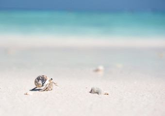 Hermit Crab on a beach in Andaman Sea