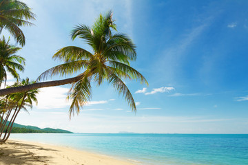 Plakat Tropikalna plaża z palmami kokosowymi