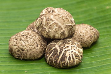 Fresh shiitake mushroom