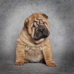 Portrait of Shar-Pei puppy dog