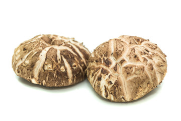 Fresh shiitake mushroom