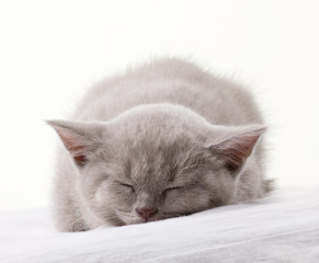 sleeping gray-blue kitten