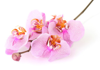 beautiful pink orchid, isolated on white