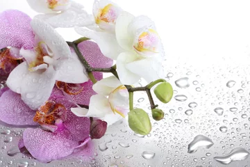 Peel and stick wall murals Orchid pink and white beautiful orchids with drops