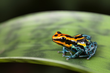poison dart frog