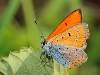 Obraz na płótnie Canvas Butterfly - mniej fiery miedzi na liściu. Macro