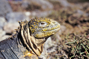 Galapagos land iguana, Galapagos Islands, Ecuador
