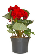 Begonia flower in a pot