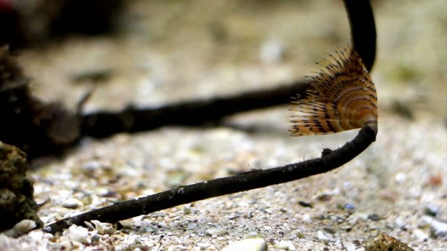 Long segmented worm