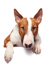 Portrait of a bull terrier