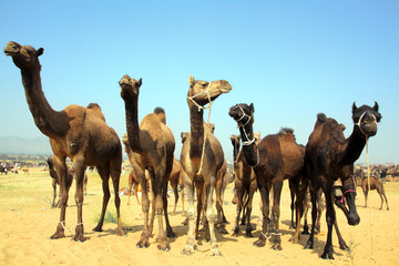 group of camels during festival in Pushkar