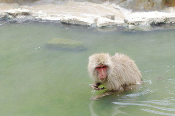 Hot spring monkey