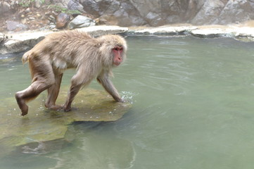 Hot spring monkey
